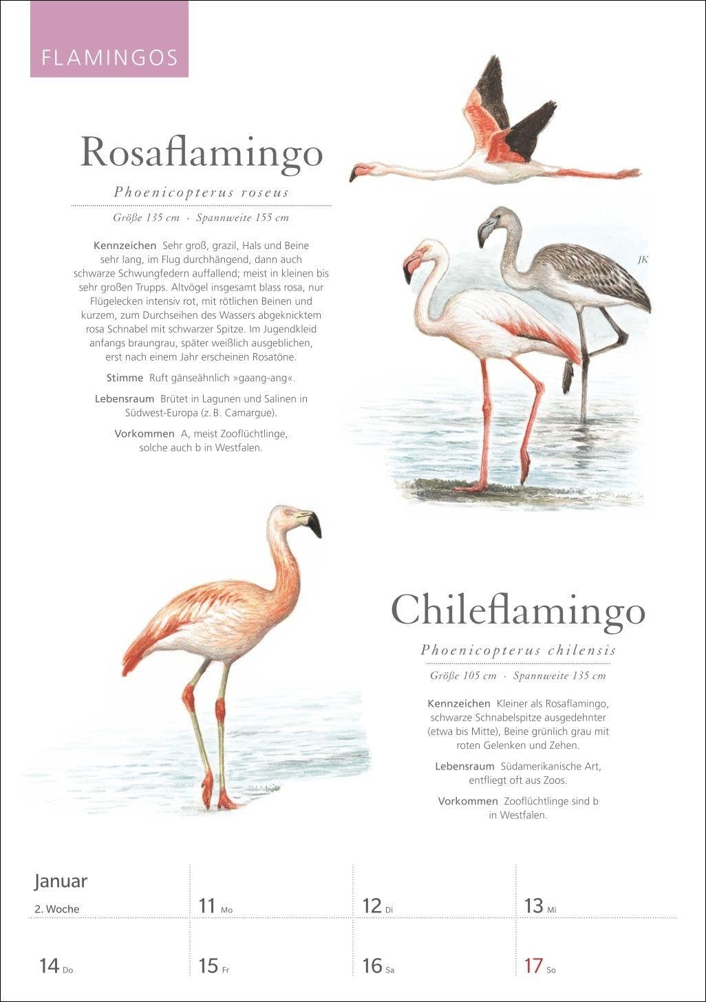 KOSMOS Was fliegt denn da? Wochenplaner 2027 - Der Kalender zum KOSMOS-Naturführer: Der Kalender zum KOSMOS Naturführer. Die bunte Vogelwelt unserer ... und fundierten Informationen