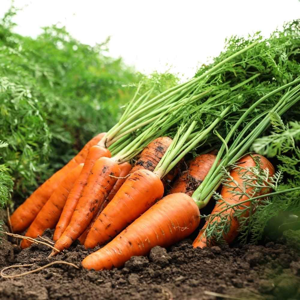 Gromax India Fresh Orange Carrot Vegetable Hybrid Seeds Good & High Germination rate | Orange Carrot Seeds For Home Garden & Planting Long Gajar Seeds (100+ Seeds) (B0D7S9N727) Amazon Price History, Amazon Price Tracker