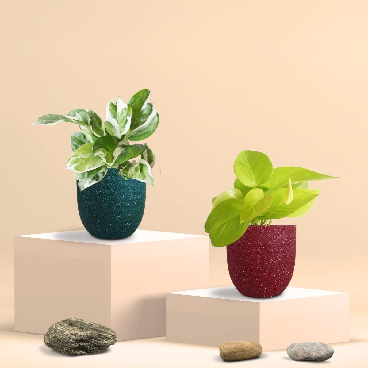 Bathroom Plants Combo | Low-Maintenance Plants | Indoor Plants for Bathroom | Low-light Plants from Greenkin (B0D1R7N417) Amazon Price History, Amazon Price Tracker