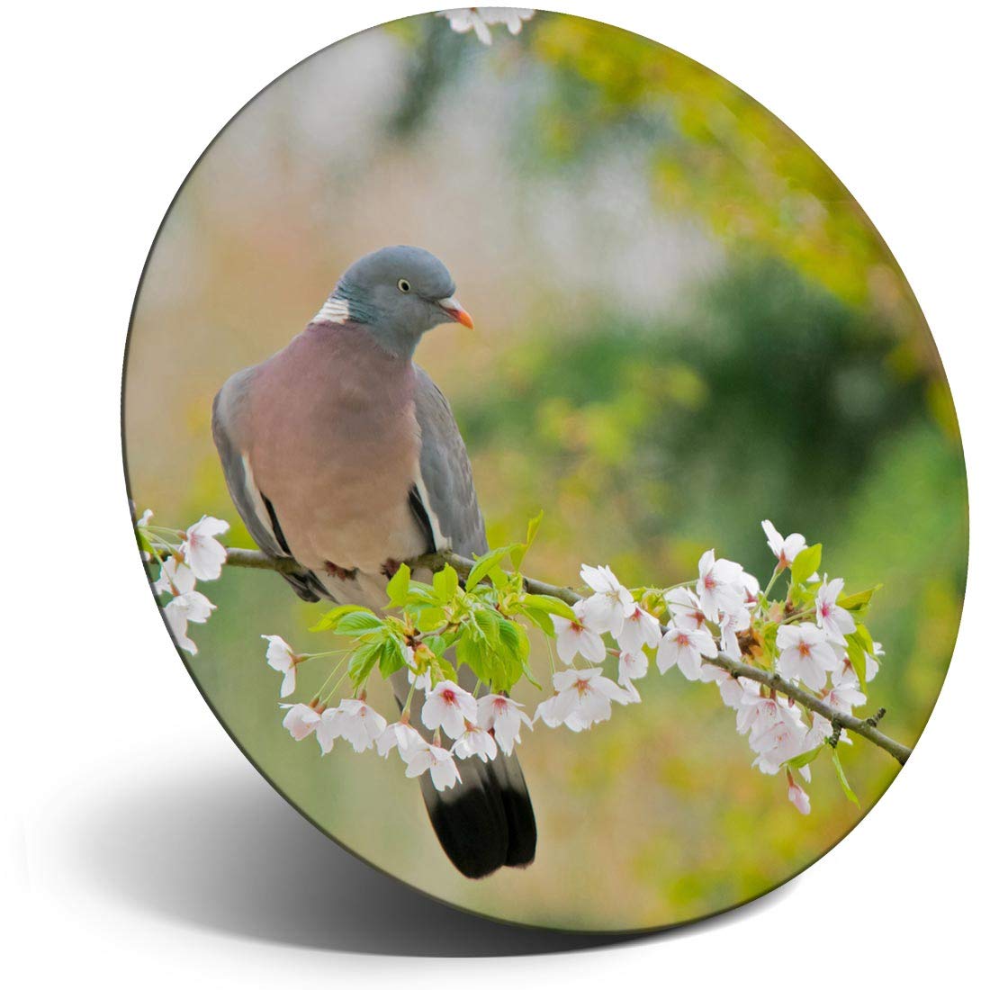 Destination Vinyl Ltd Magnet for Refrigerator, Fridge - Common Wood Pigeon Bird for Office, Cabinet and Whiteboard, Magnetic Stickers, 44688
