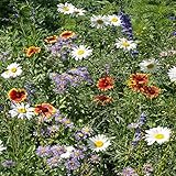 Outsidepride Mountain Wildflower Seed Mix - 1 LB