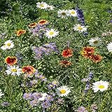 Outsidepride Mountain Wildflower Seed Mix - 1 LB