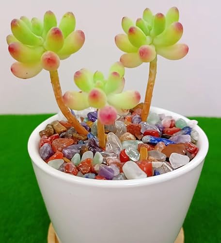 Miniatura 108 de Piedras pulidas pulidas de cristal de fluorita de 1 libra para acuario, piedras pulidas, chips de cristal de forma irregular, a granel, piedras