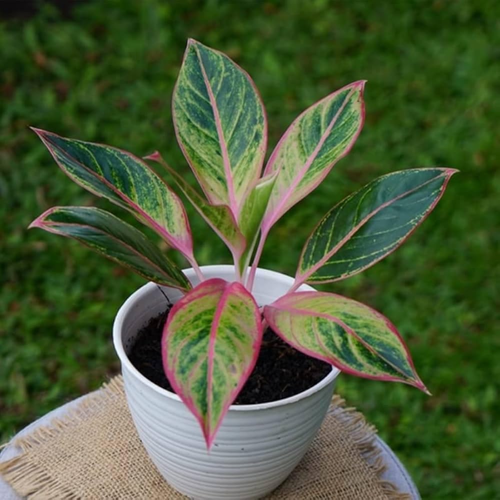 Aglaonema Lipstick Indoor Plant, Low Maintenance | Home & Office Use, Refreshes Indoor Air, Variegated Foliage, Easy to Grow, Potted Plant-image-47