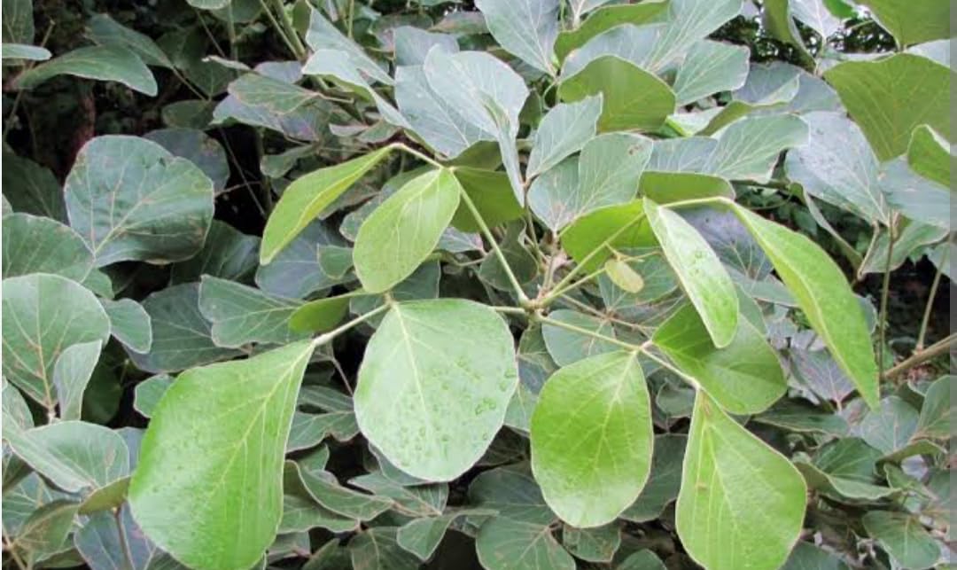 Aadityaas Very Rare Yellow Colour Flower Palash Tree Plant Green Leaf Butea leaves Dhak ke Teen Paatte for Astro Remedy and Health Remedy, Pack of 12 Green Leaves with Stalk. (B0CGY5LGBW) Amazon Price History, Amazon Price Tracker