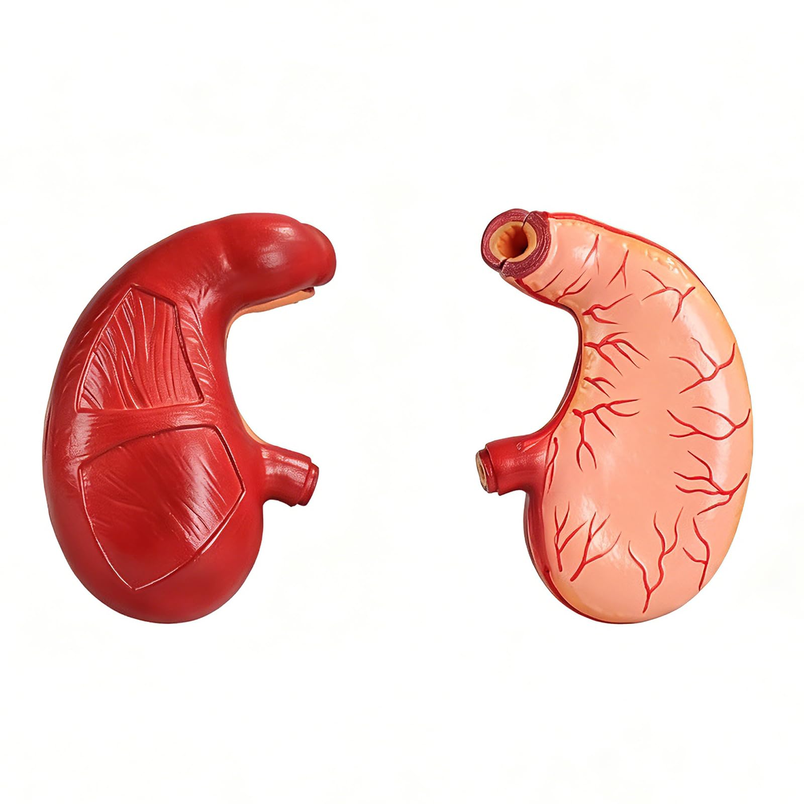 Model anatomii żołądka PVC edukacja medyczna struktura żołądka widok-model