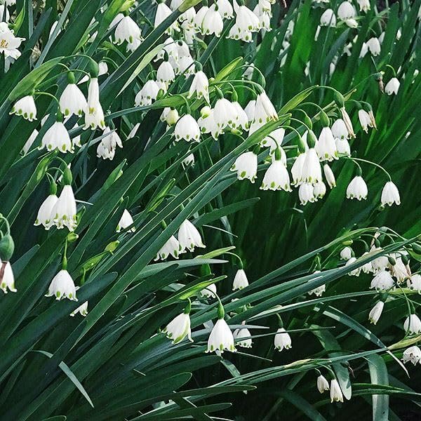 Amazon.co.jp: 秋植え球根 スノーフレーク (スズランスイセン) 10球