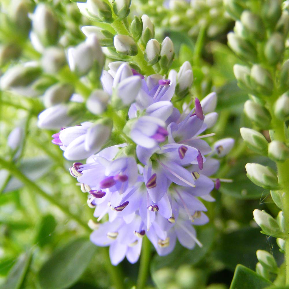 Hebe Margret Shrubby Veronica Hardy Evergreen Shrub Attracts Pollinating Insects Ideal for Borders and containers 2 x 7 Litre Pots by Thompson and Morgan