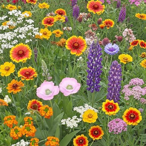 Image of Ferry-Morse Colorado Western Bulk Wildflower Seeds, 500,000+, 1 lb