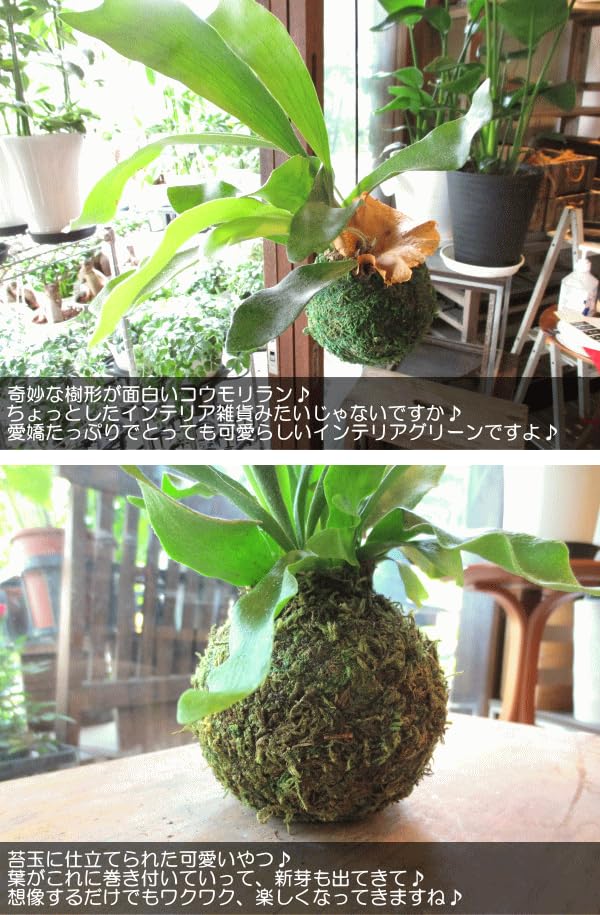 Amazon｜コウモリラン ビカクシダ 苔玉仕立て ワイヤー吊り玉仕立て 