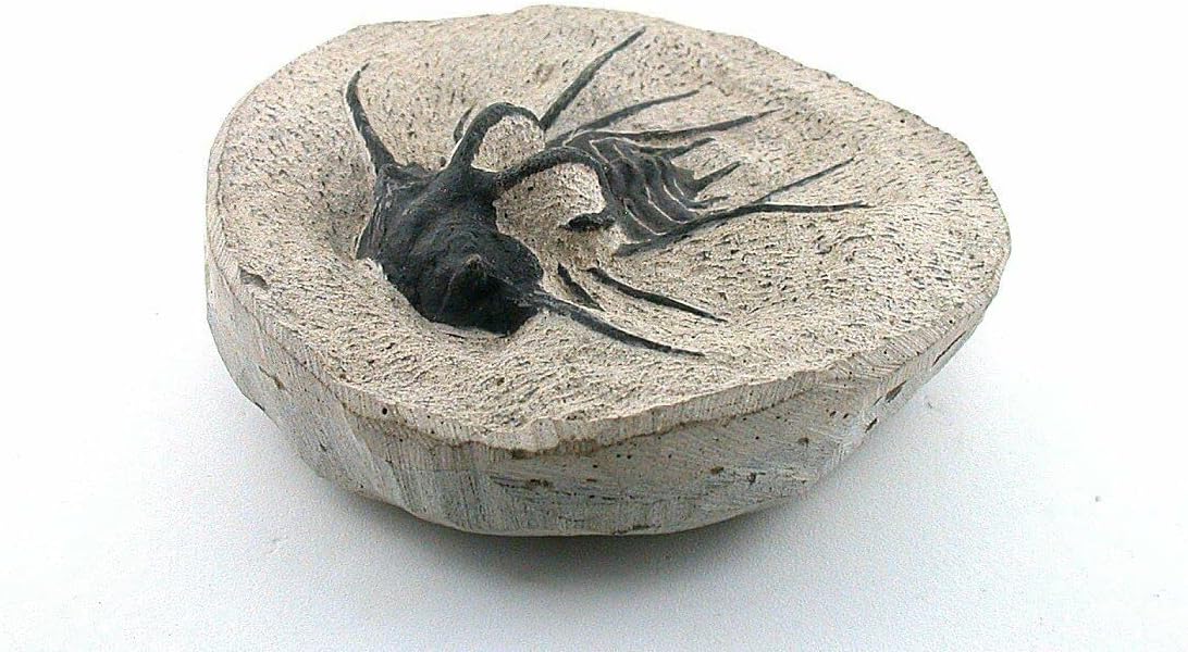 Reproduction Trilobite Fossil in Host Rock Morocco 1 Lb 1.6 Oz EBS8783