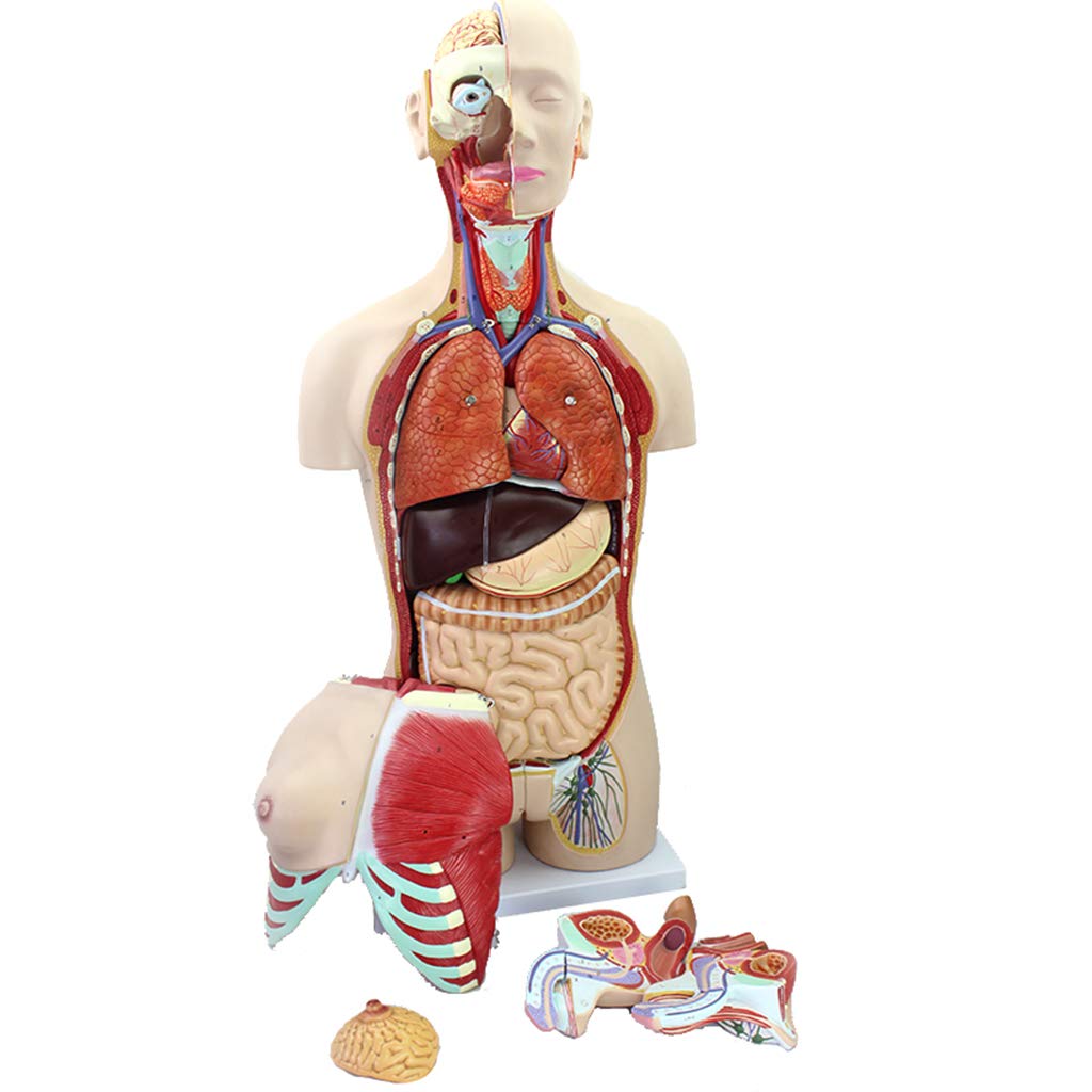 Sjdopulse Unisex Human Torso Anatomical Model - 85 Cm Torso Anatomical Model - Human Torso Model - Detachable 29 Parts Visceral System Anatomy Medical Model
