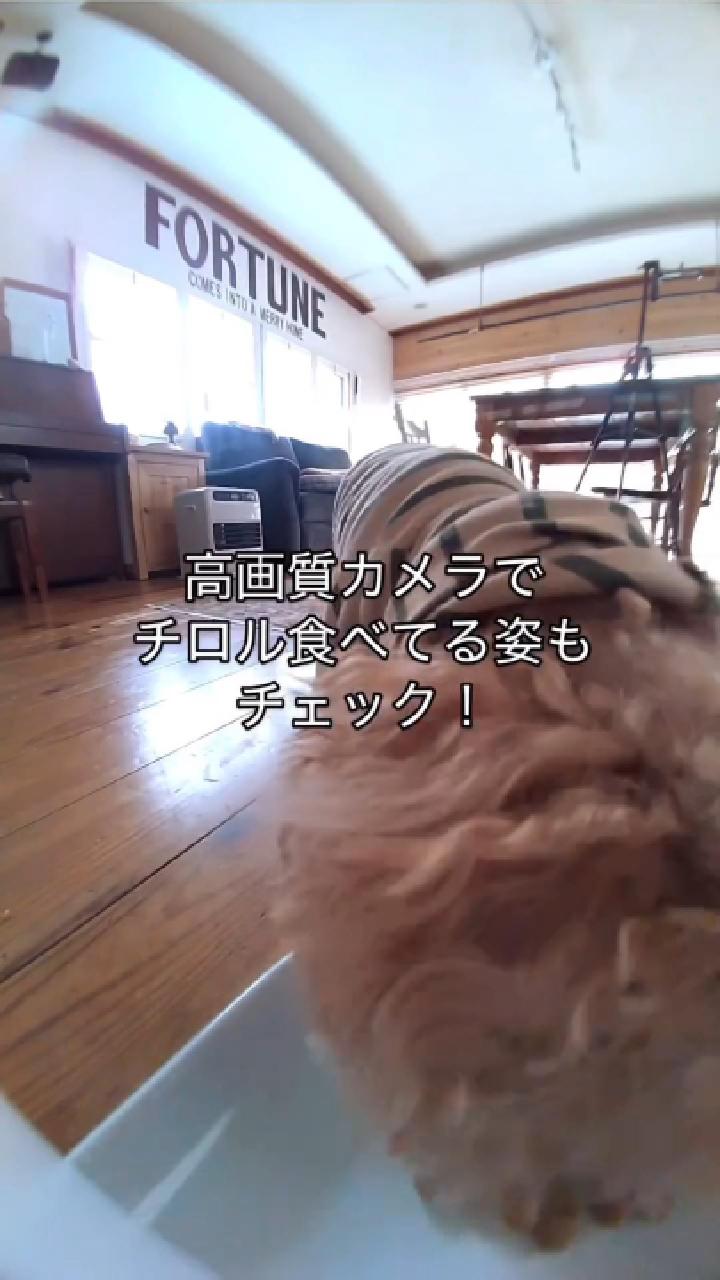 PETGUGU 自動給餌器 猫 カメラ付き 3.5L大APPインテリジェント監視 Amazon | PETGUGU 自動給餌器 猫 カメラ付き 3.5L大容量 定時