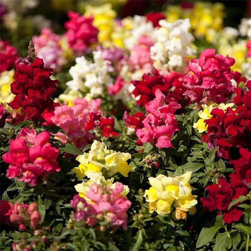 Floral Showers Snapdragon Mix ~25 Seeds - Non-GMO, Dwarf 6-8" Plants, Fragrant & Vibrant Blooms, Perfect for Indoor Planters, 115-121 Days to Maturity