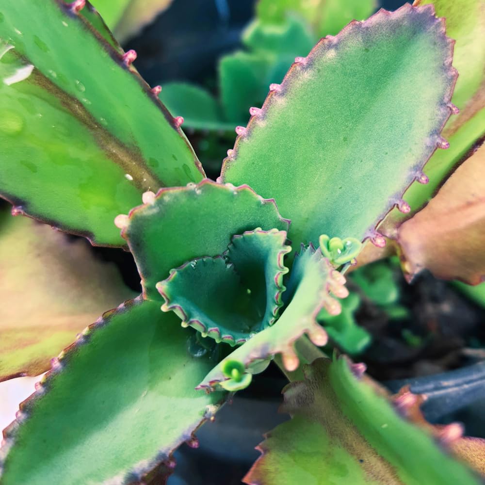 Yunaksea Mothers of Thousands Kalanchoe