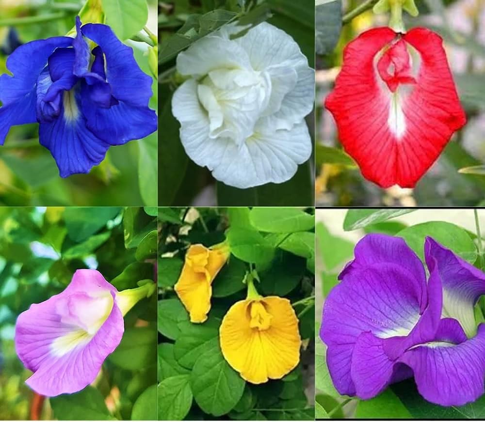 See full amazon price history chart for Butterfly pea flower seeds mix colour, Highgermination (Pack of 10) Butterfly pea flower seeds mix colour, Highgermination (Pack of 10) (B0CM266B9N) Amazon Price History, Amazon Price Tracker