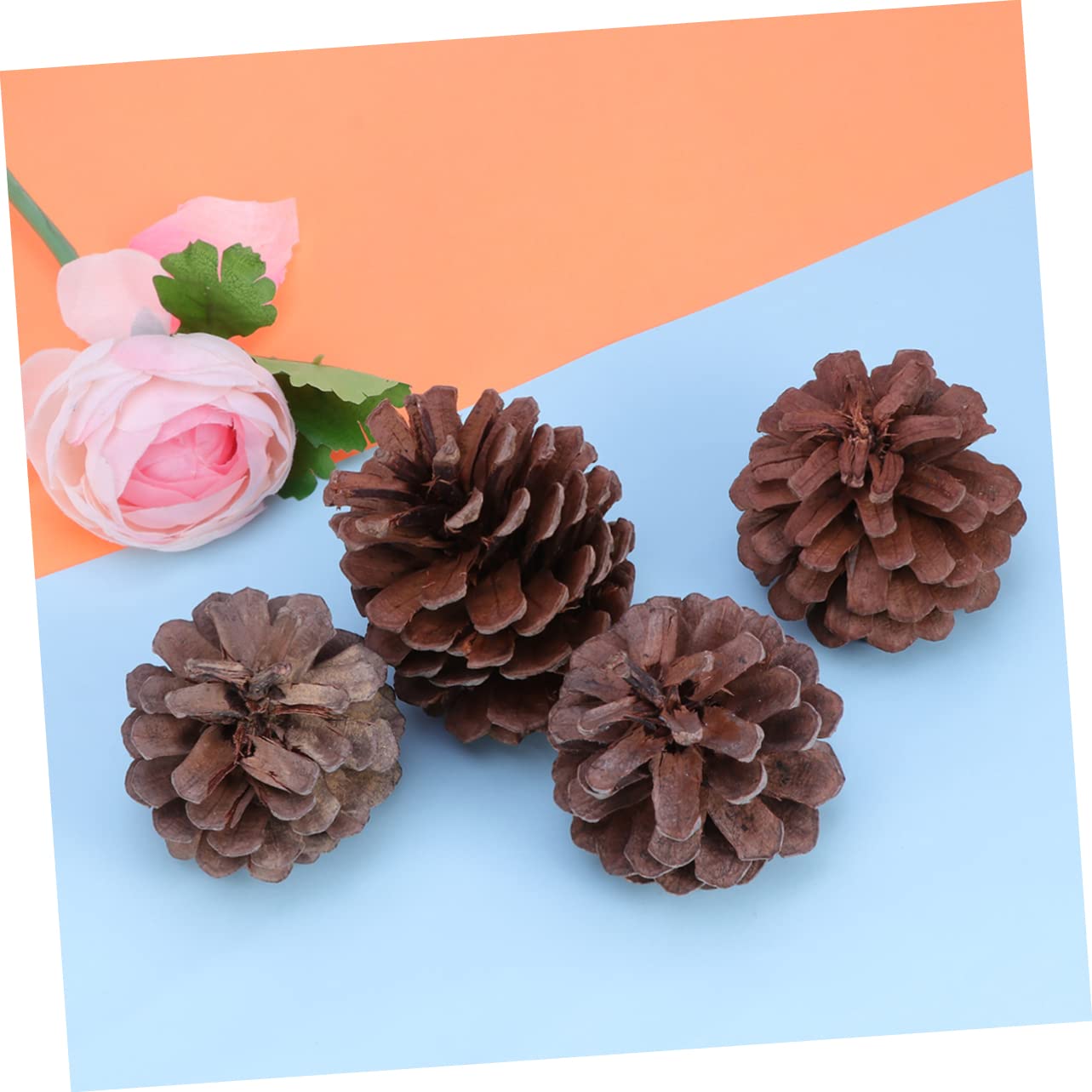 Natürliche Kiefernzapfen 6-8cm, 50 Stück für Weihnachtsdeko | Pine Cones, Wiederverwendbar, Winter und Garten Deko, Festliche Stimmung, für Feier und Arrangement