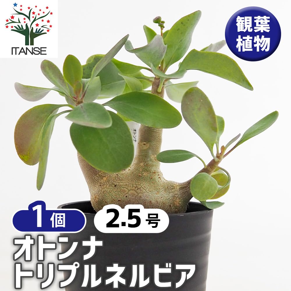 ＩＴＡＮＳＥ オトンナ トリプリネルビア 2.5号 1個売り 多肉植物 塊根植物 コーデックス冬型コーデックス 珍奇植物 ビザールプランツ 学名：Othonna triplinervia タイプ：キク科オトンナ属 - 3