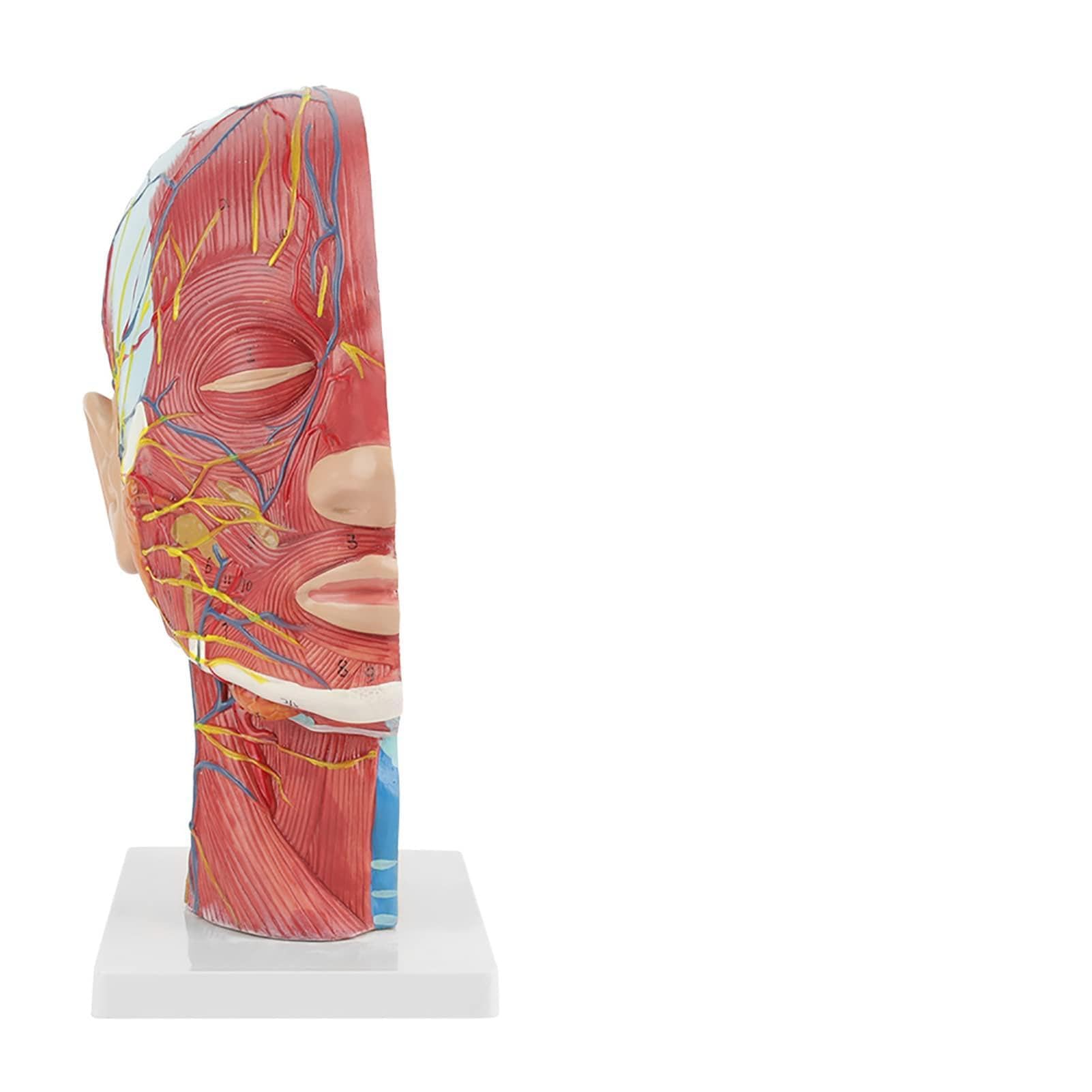 – Anatomical Human Head Model for School Teaching, 1:1 Lifesize Superficial Muscle Vessel Nerve Model with Section And Face Anatomy Brain Neck, PVC Material