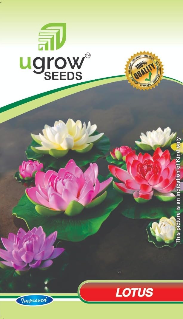 Gardenify India Mixed Color Lotus Flower Seeds (10 Seeds/Packet) (B094GMYXKD) Amazon Price History, Amazon Price Tracker