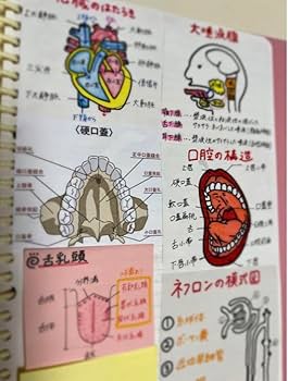 Amazon.co.jp: 歯科衛生士 国家試験 勉強ノート まとめノート DH Amazon.co.jp: 歯科衛生士 国家試験 勉強ノート まとめノート DH