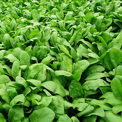 Afco Vegetable Seeds for Planting,100Pcs Spinach Seeds Easy Grow Farm Field Nutritious Vegetable