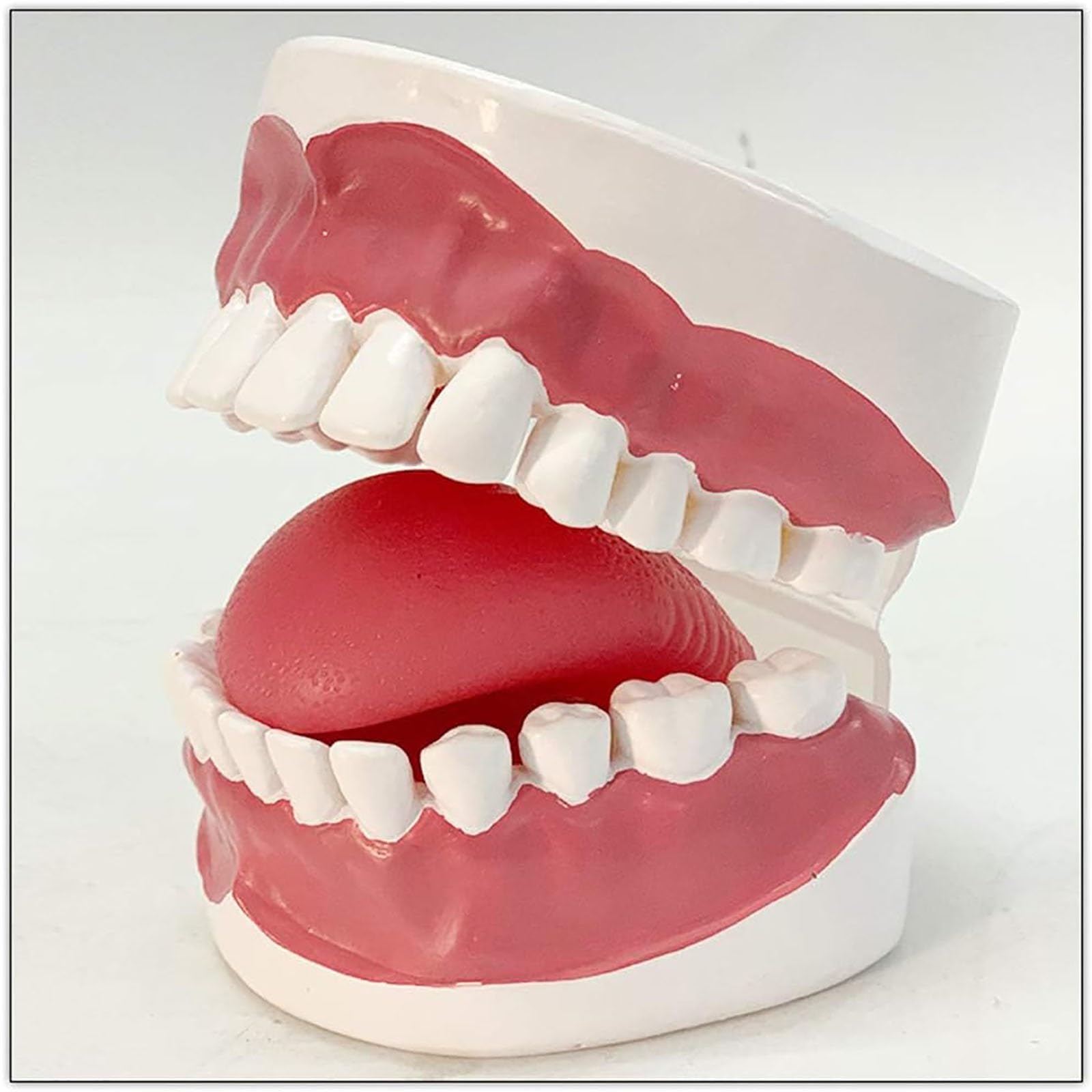 Modello dimostrativo dentale, cavità orale umana con gengive e denti interdentali, per l'educazione medica e la formazione odontoiatrica