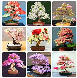 Seeds. Rare Sakura Bonsai Fiore Cherry Blossoms Cherry Flower Bonsai Plants for The Bonsai Garden Garden 10 Pieces: Mix: Only Seeds