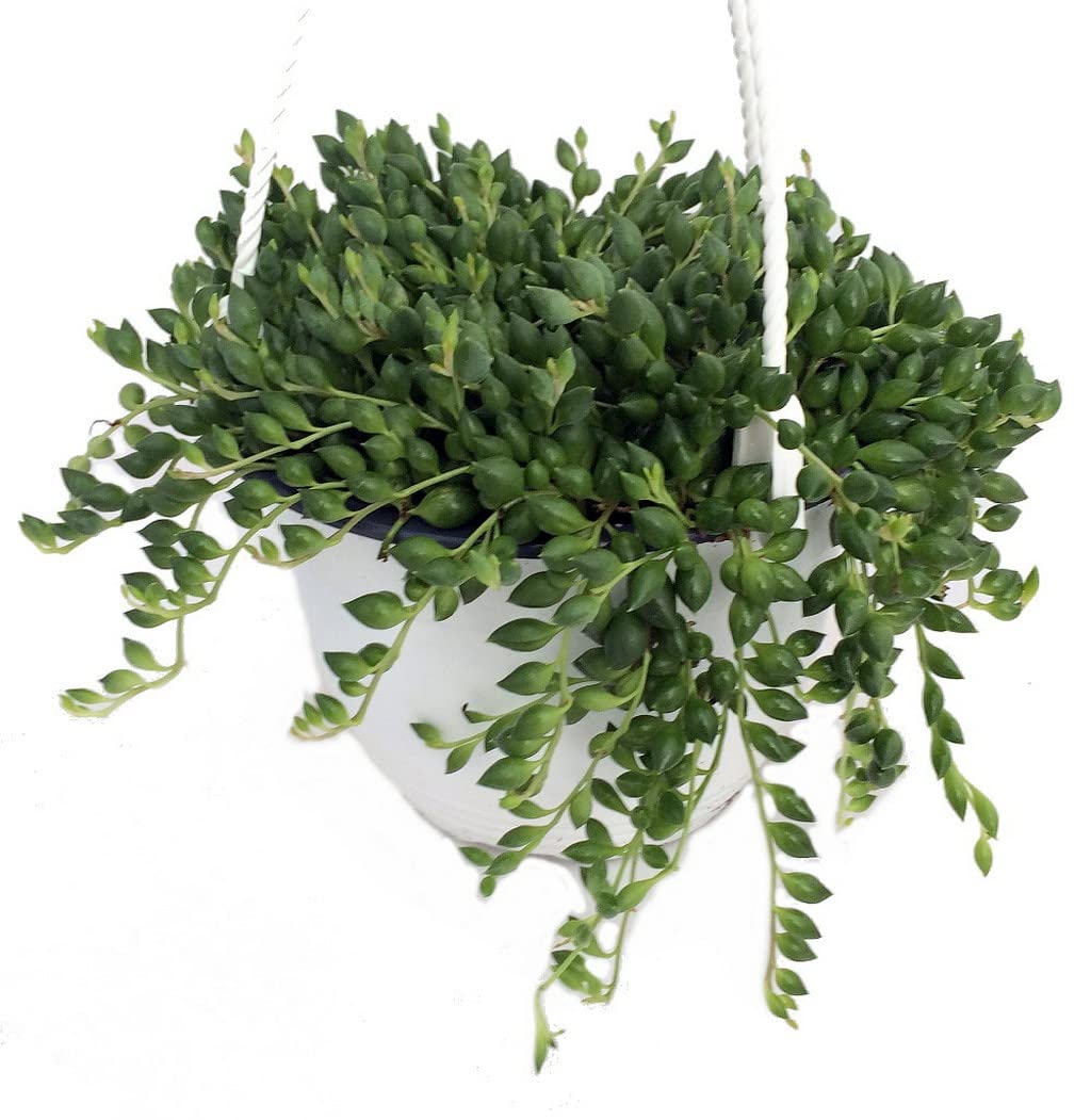 Creative Farmer String Of Tears (Senecio Herreianus) Indoor Plant Hanging Pots Live With (Healthy Live Plant) (B09SD212HB) Amazon Price History, Amazon Price Tracker