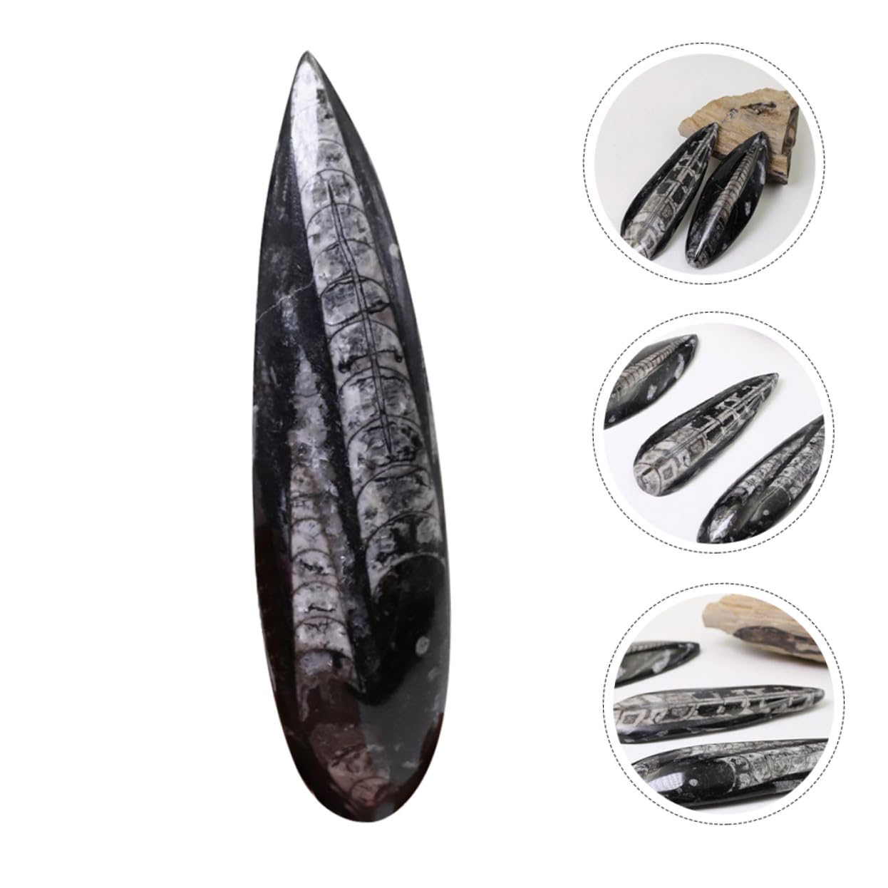 Gatuida Especimen Fósil Orthoceras Grande Natural, Modelo Paleontológico Educativo Para Enseñanza, Adorno De Escritorio Decorativo, Juguete Científico Para Laboratorio y Colección