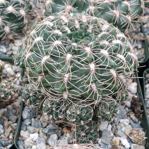 Gymnocalycium carolinense Cacti Cactus Succulent Real Live Plant
