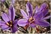 10x Crocus Sativus Saffron Bulbs Autumn Flowering Hardy Perennial Beefriendly Garden Plant
