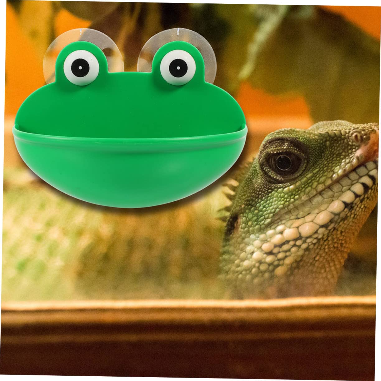 INOOMP 6pezzi Terrarium Cup Rest Platform Per Rettili Habitat Decorativo Per Gechi e Luogo Accogliente e Multifunzionale Per