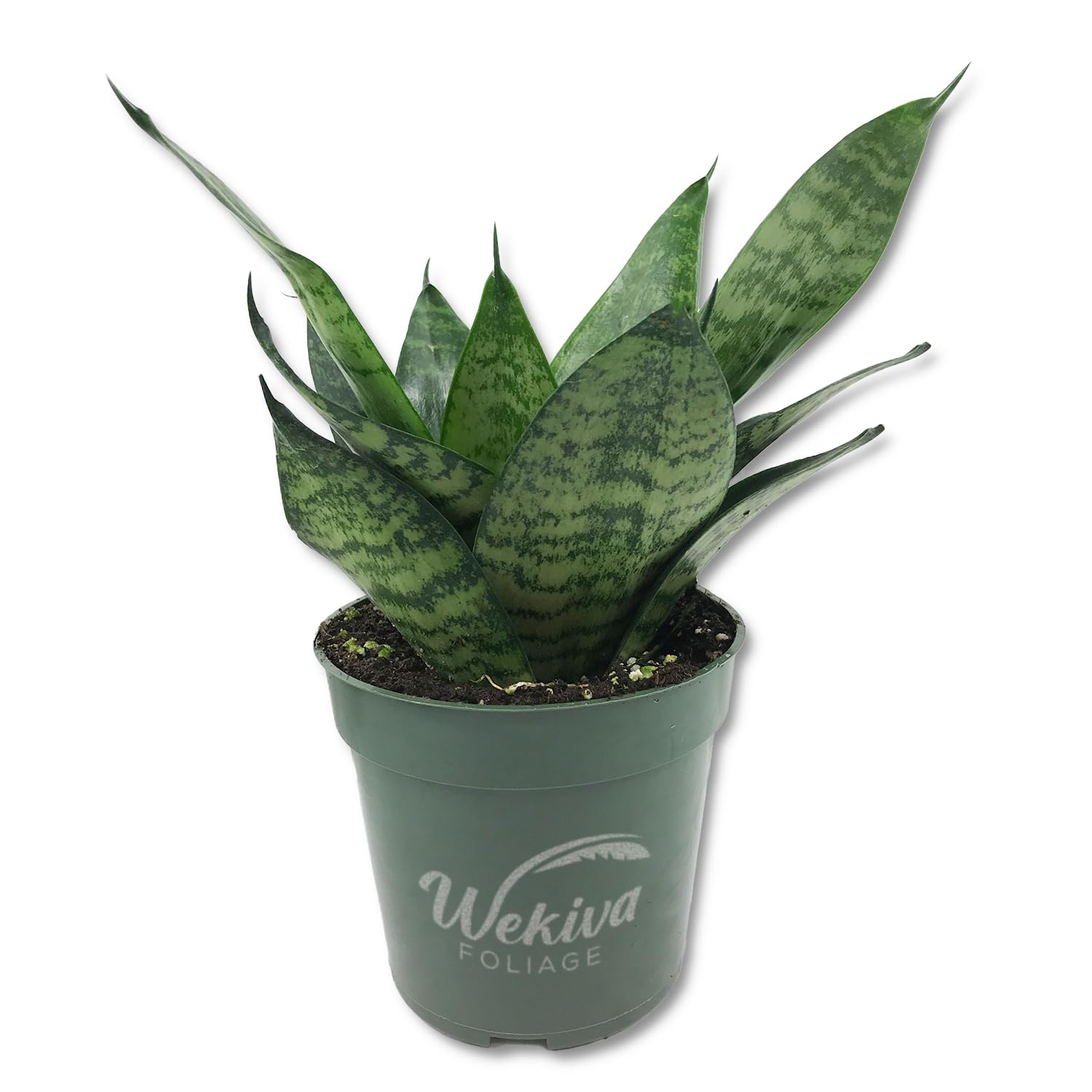 Amazon.com: Green Snake Plant - Live Plant in a 4 Inch Growers
