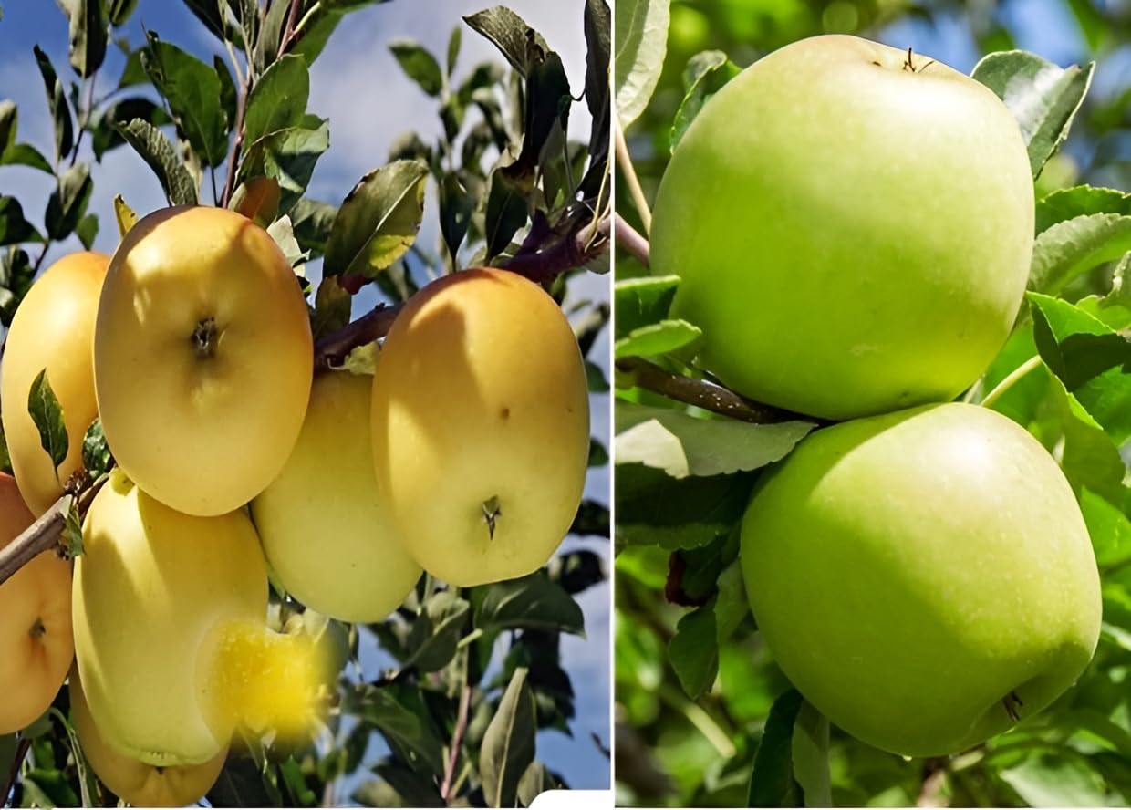Green view Combo 2 Original Apple Tree Plant- Golden Apple and Granny Smith variety for All India Climate Suitable|Specialy Hot Weather|Pack of 2 Healthy Plant 2 ft Height (B0CYX6JCJ3) Amazon Price History, Amazon Price Tracker