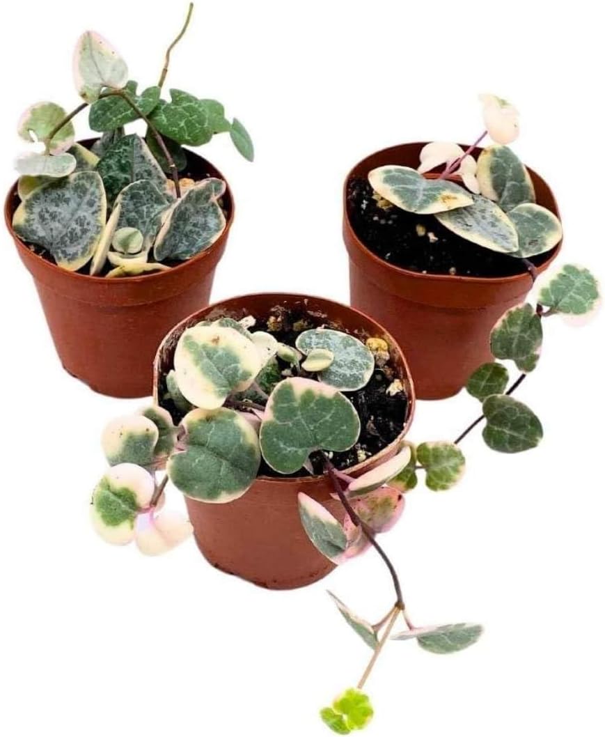 BubbleBlooms Variegated String of Hearts, 2 inch Set of 3, Ceropegia woodii Variegata Tiny Mini Pixie Plants