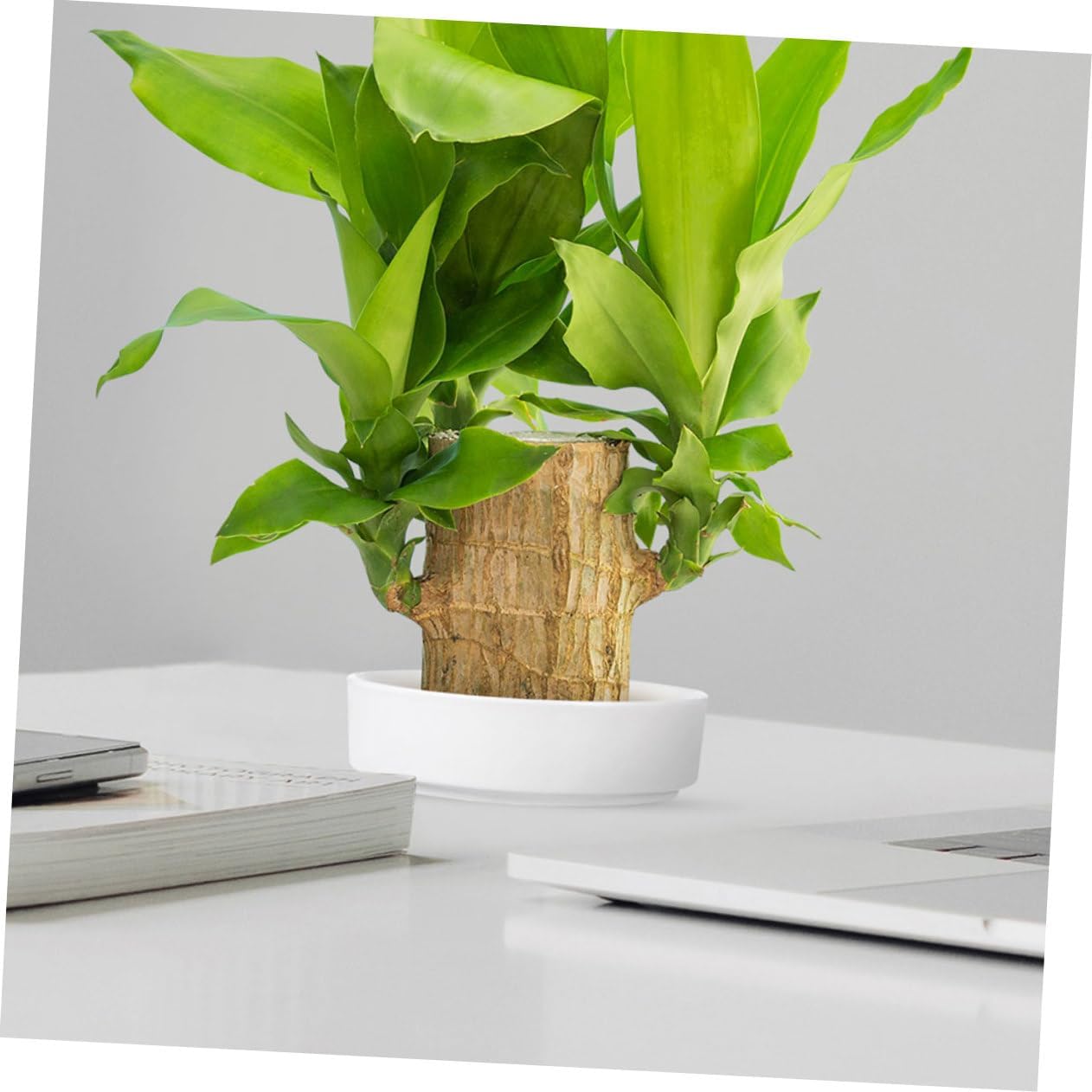 POPETPOP 3sets Indoor Plant Trays Ceramic Plant Saucers Drainage Pots for Flowers 2pcs*3