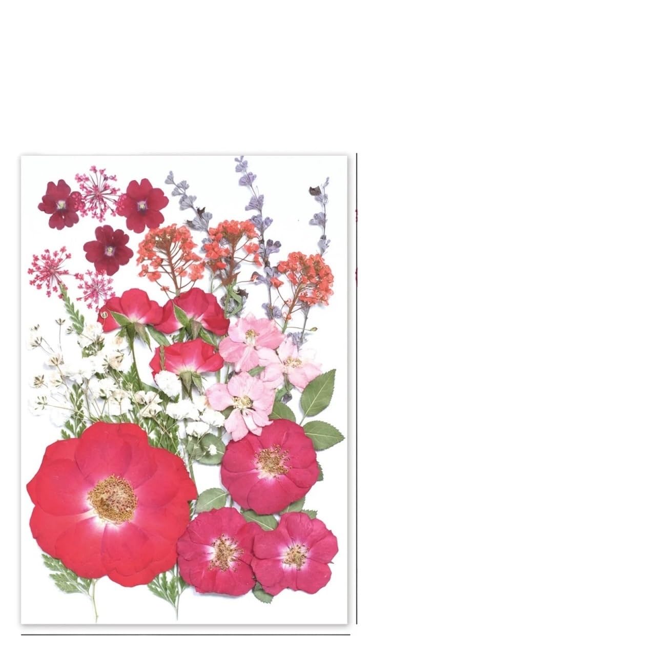 Flores Secas Prensadas 2 Bolsas 31/35 Piezas de Flores prensadas secas