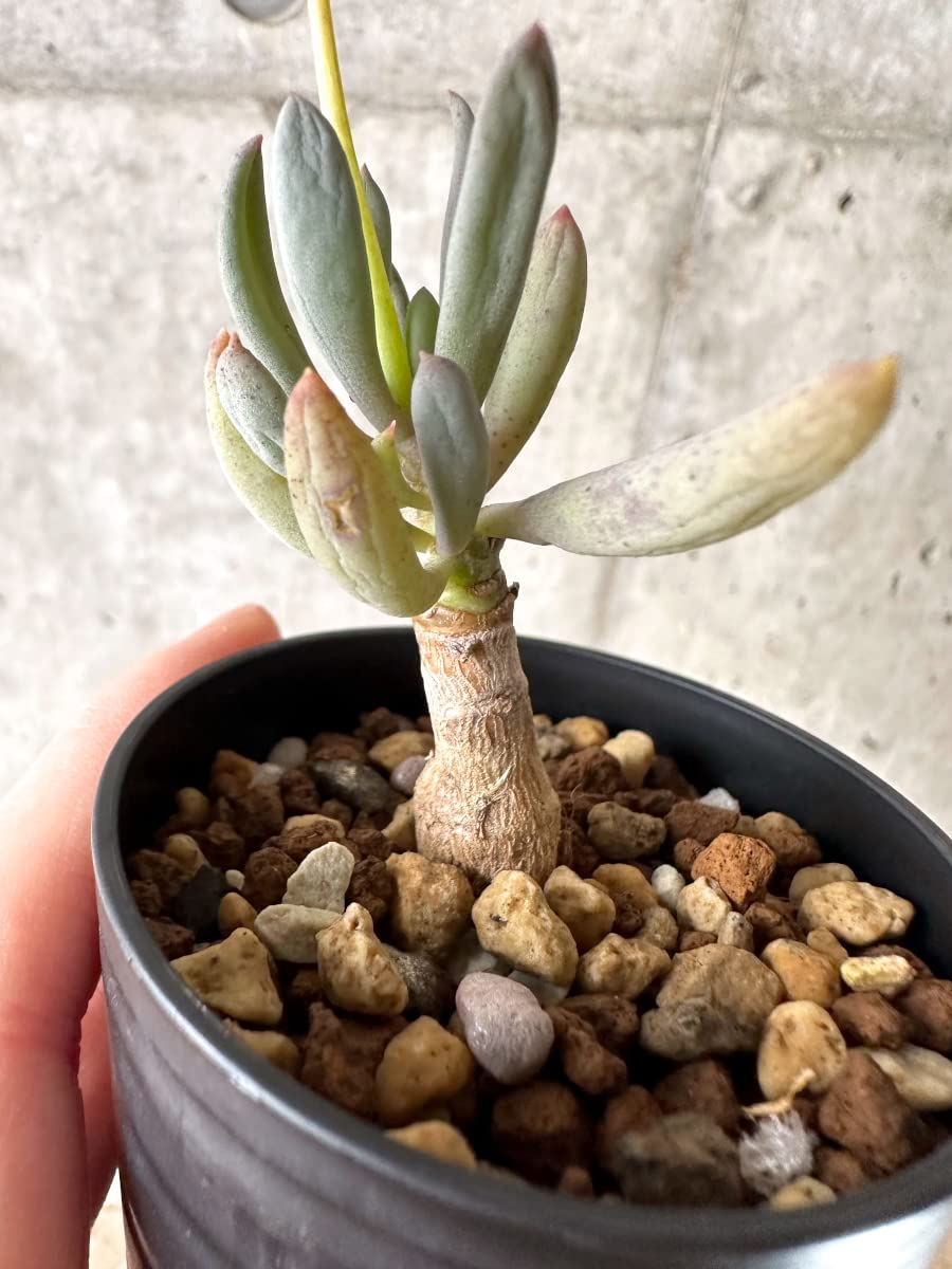 Amazon｜【現品限り】オトンナ・クラビフォリア【G32】 Othonna【植物