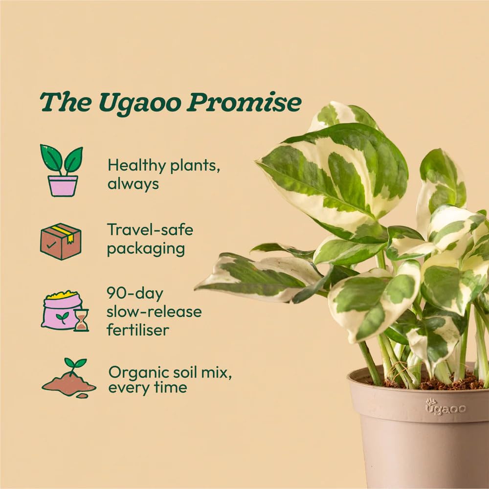 Good Luck Money Plant - Live & Easy Care -3