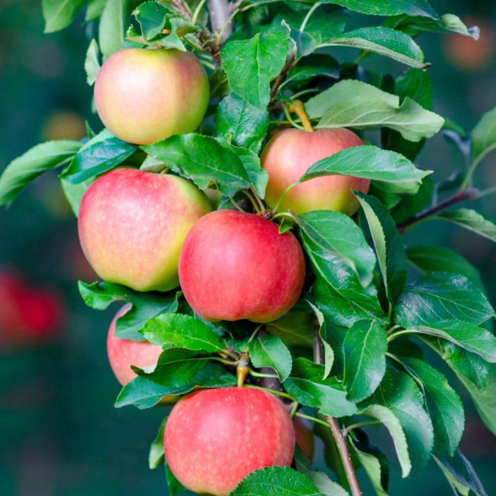 Gala Apple Tree - Delicious Eating & Juicing Variety - Store Fruits Until January – Supplied As M9 Rootstock - Small, Thin-Skinned Fruits – 1x 24cm Potted Plant by Thompson & Morgan