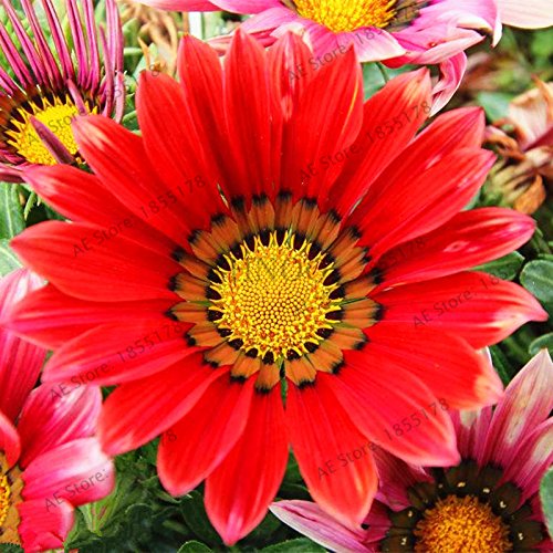 Graines de fleurs rares Gazania Rigens Graines Maison Balcon Jardin Bonsaï Ornemental Splendens Chrysanthème Paquet de 500 graines
