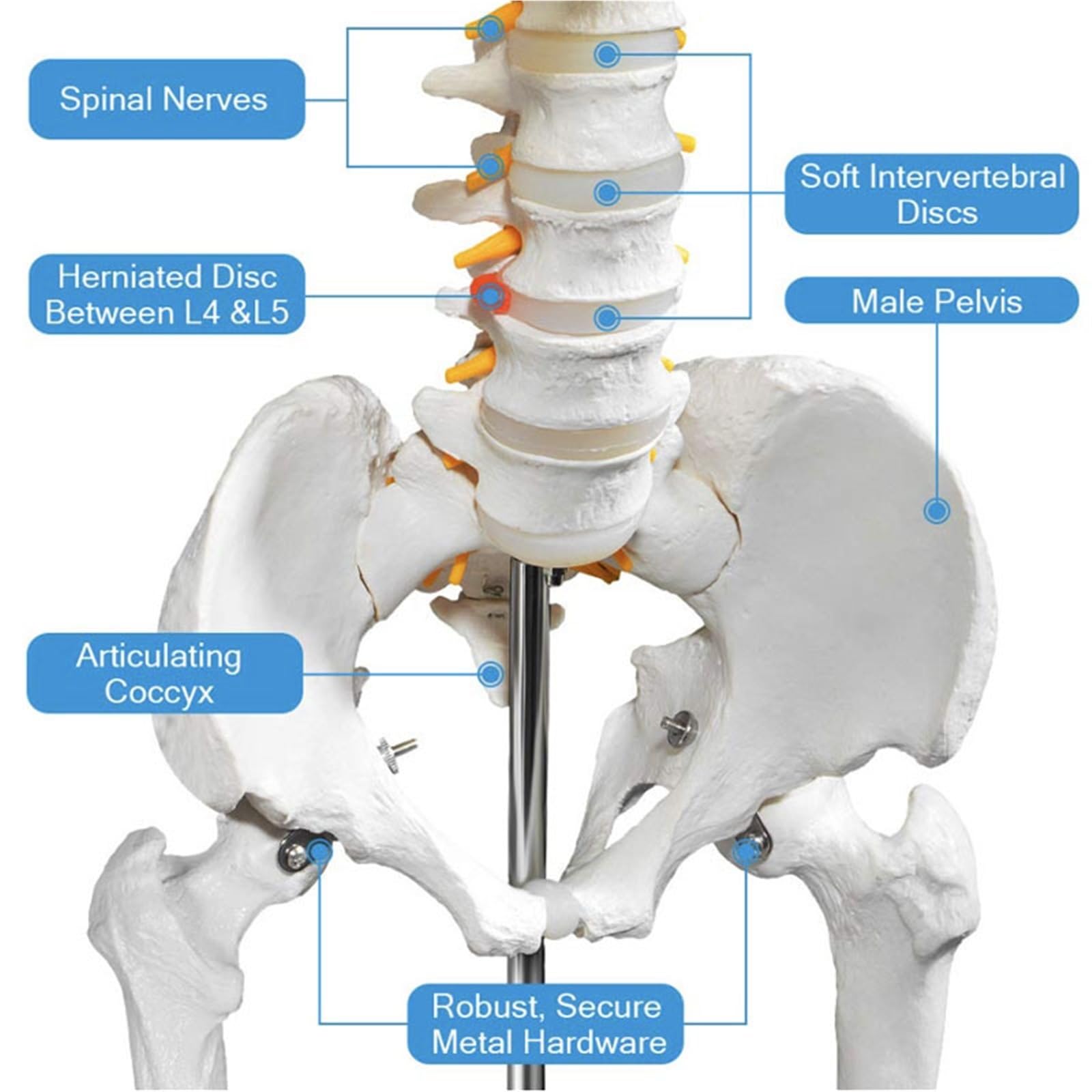 Szkielet człowieka 170cm Model anatomiczny Rozmiar życia Materiał PVC Biała kość Zawiera korzenie nerwowe Układ szkieletowy Nauka medyczna