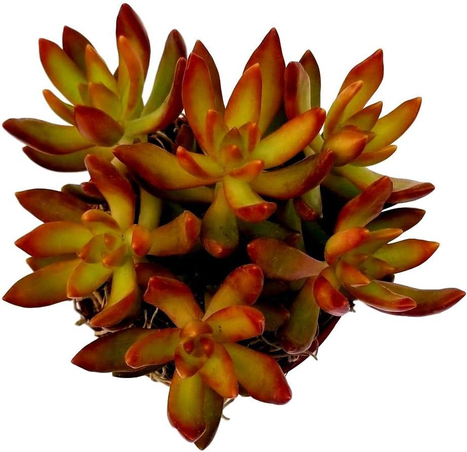 Succulent Plant(s) Fully Rooted in 4 inch Planter Pots with Soil - Real Live Potted Succulents/Unique Indoor Cactus Decor (1, Sedum nussbaumerianum)