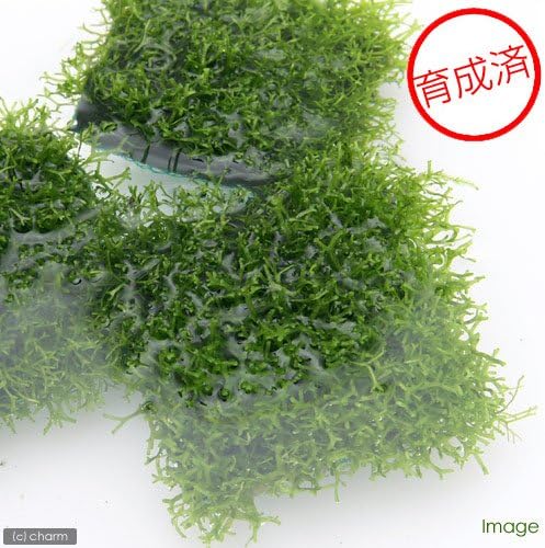 【charm】（水草）育成済 リシア タイル （水中葉）（無農薬）（５個）