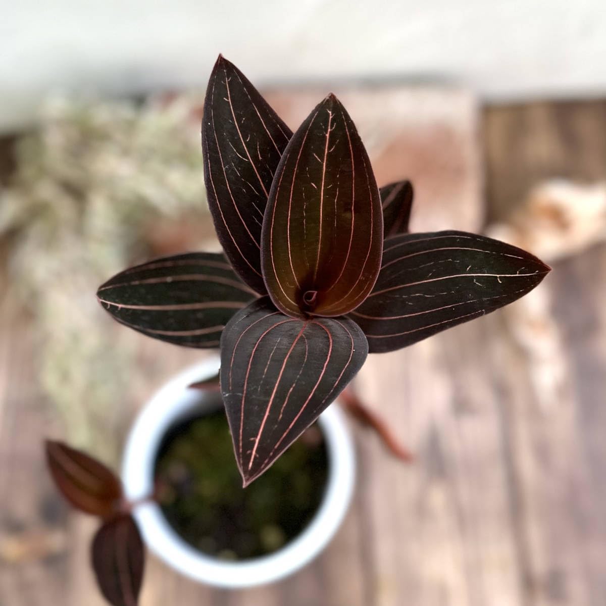 Amazon.co.jp: 『ジュエルオーキッド』ルディシアディスカラー宝石蘭種