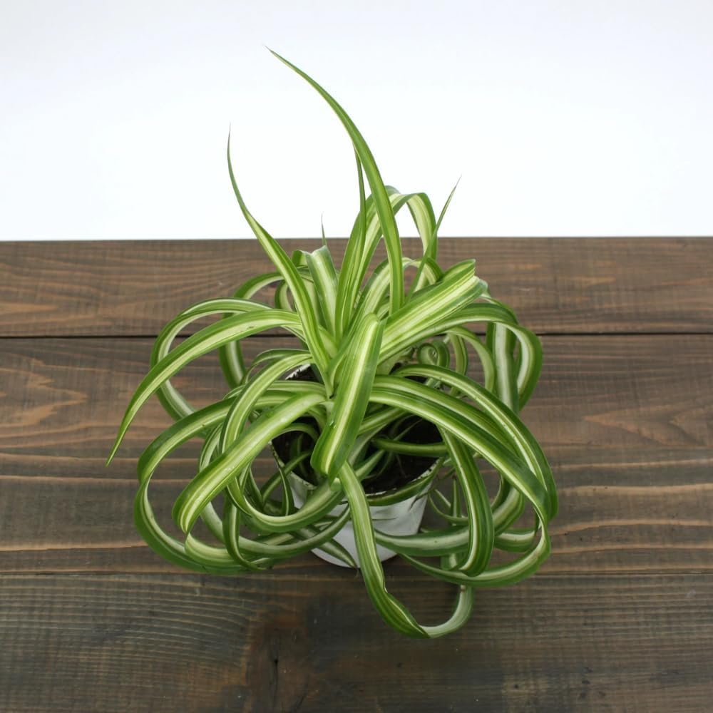 Curly Spider Plant Live 4 Inch Pot, Trailing Spider Vine Houseplant Live Indoor Planting (Green Spider)