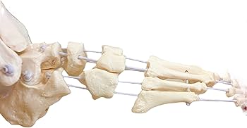 ソムソ　SOMSO 足関節　ゴム可動式　骨格模型　理学療法士　PT ソムソ SOMSO 足関節 ゴム可動式 骨格模型 理学療法士 PT