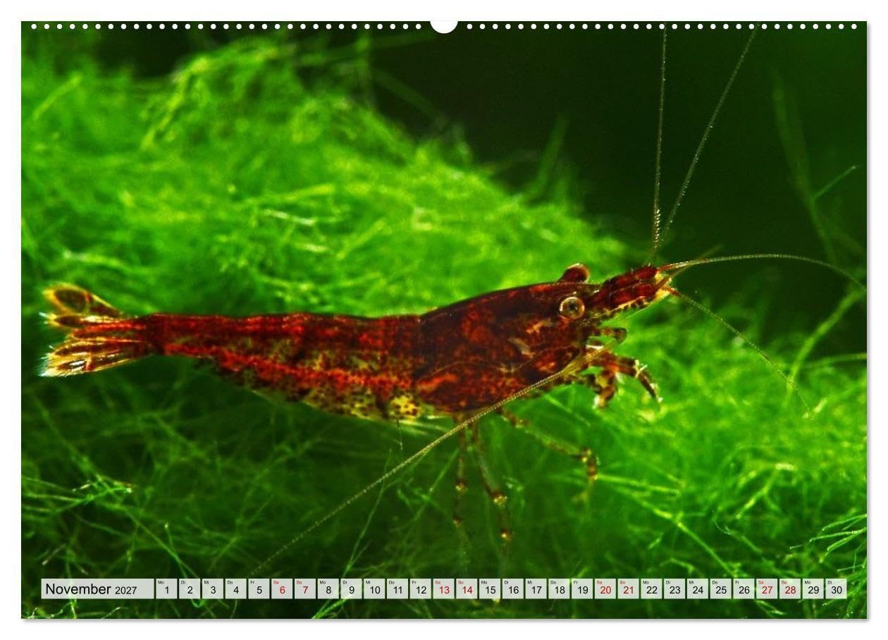 Dwarf Shrimps - Zwerggarnelen (Wandkalender 2027 DIN A2 quer), CALVENDO Monatskalender: Kleine Garnelen in Zucht- und Wildform (CALVENDO Tiere)