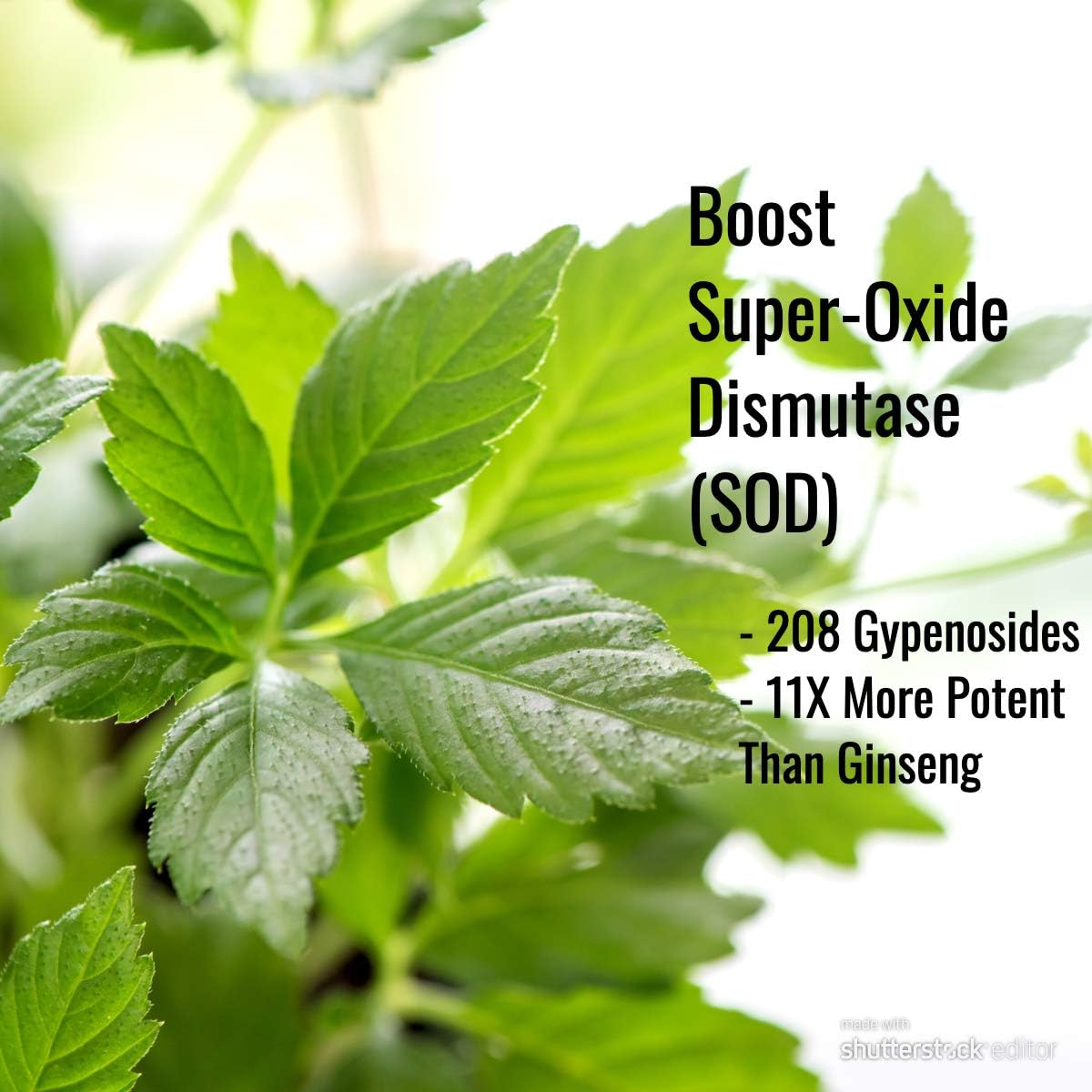 Immortalitea Gynostemma Capsules (Jiaogulan) - Whole Leaf Full Spectrum - Natural Adaptogen & AMPK Activator Supplement - Veggie Capsules - 100 Count, 500mg - Image 3